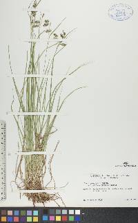 Carex paupercula var. pallens image