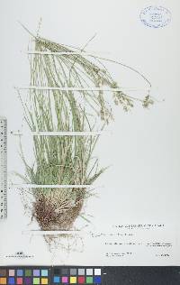 Carex peckii image