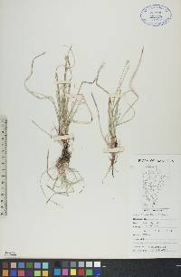 Carex peckii image