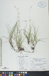 Carex peckii image