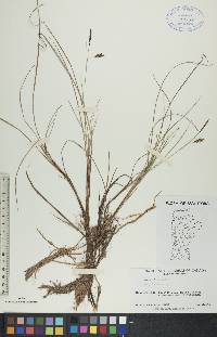 Carex limosa image