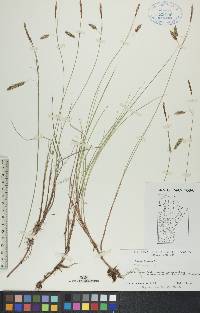 Carex limosa image