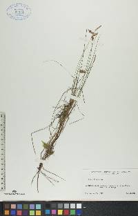 Carex limosa image