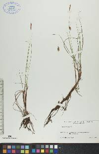 Carex limosa image