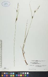 Carex lasiocarpa image