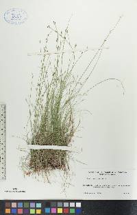 Carex eburnea image