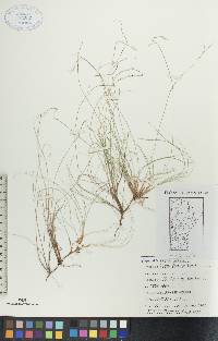 Carex eburnea image