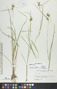 Carex flava image