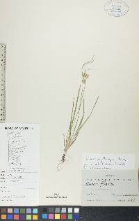 Carex cryptolepis image