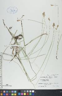 Carex siccata image