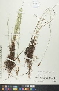 Carex diandra image