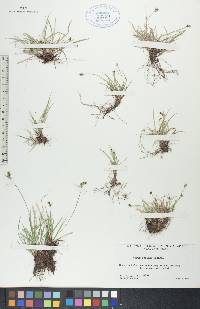 Carex deflexa image