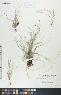 Carex deflexa image