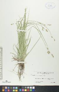 Carex deweyana image