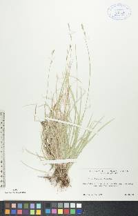 Carex deweyana image