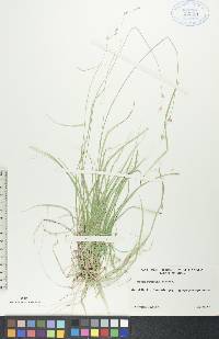 Carex deweyana image