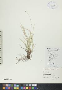 Carex deweyana image