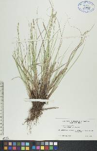 Carex canescens var. subloliacea image