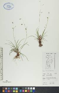 Carex capillaris image