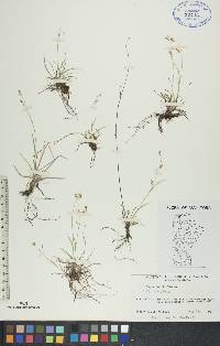 Carex capillaris image