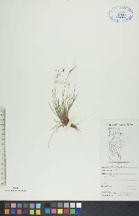 Carex capillaris image