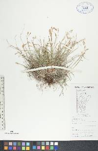 Carex capillaris image