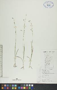 Carex capillaris image