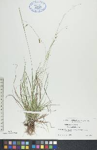 Carex capillaris image