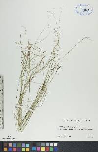 Carex capillaris image