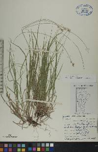 Carex peckii image