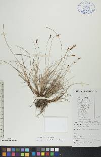 Carex glareosa image