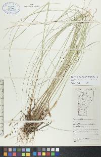 Carex diandra image