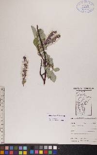 Salix arctophila image