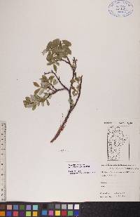 Salix glauca image