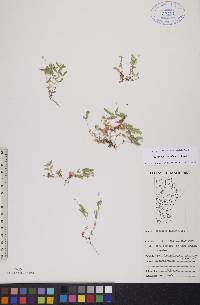 Moehringia lateriflora image