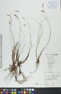 Carex limosa image