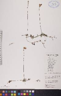 Utricularia intermedia image