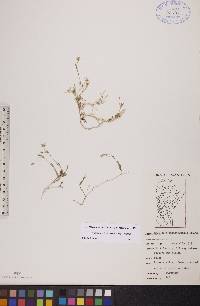 Stellaria longipes subsp. longipes image