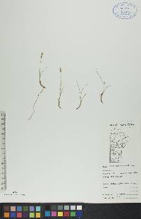 Carex gynocrates image