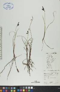 Carex rariflora image