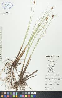 Carex diandra image