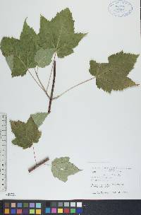 Acer spicatum image