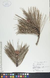 Pinus resinosa image