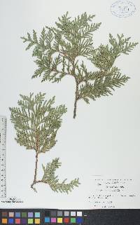 Thuja occidentalis image