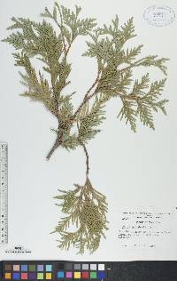 Thuja occidentalis image