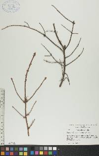 Picea glauca image