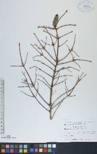 Picea mariana image