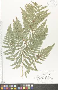 Pteridium aquilinum var. latiusculum image