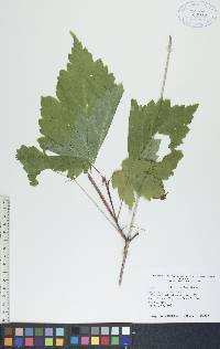 Acer spicatum image