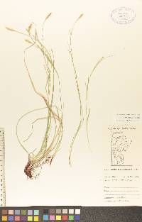 Carex assiniboinensis image